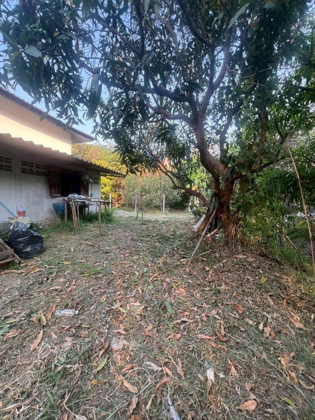 ขายบ้านพร้อมที่ดิน ในพื้นที่ 425 ตรว. จ.ลำพูน 14