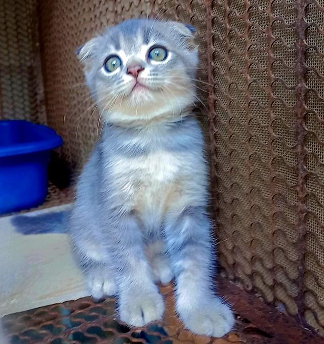 ลูกแมวสกอตติช 4