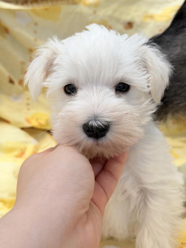 ลูกสุนัข miniature schnauzer เพศเมีย สีขาว