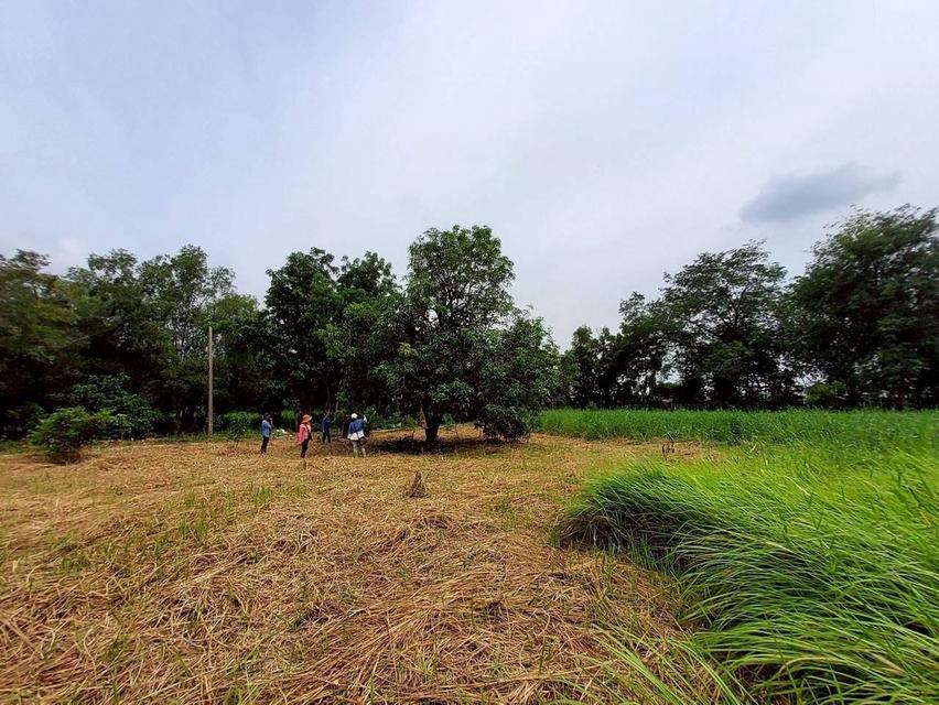 V ายถูกที่ดินใกล้วัดโพธิ์นิ่ม 225 ตารางวา(แบ่งได้) ถมแล้วทั้งแปลง ติดถนนคอนกรีต อ.สามโคก จ.ปทุมธานี 10