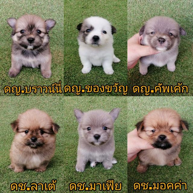 ด่วน !! ปกติ 4500 ลดเหลือเริ่ม 3500  ชิสุห์ผสมชิวาว่า ช.พร้อมย้าย