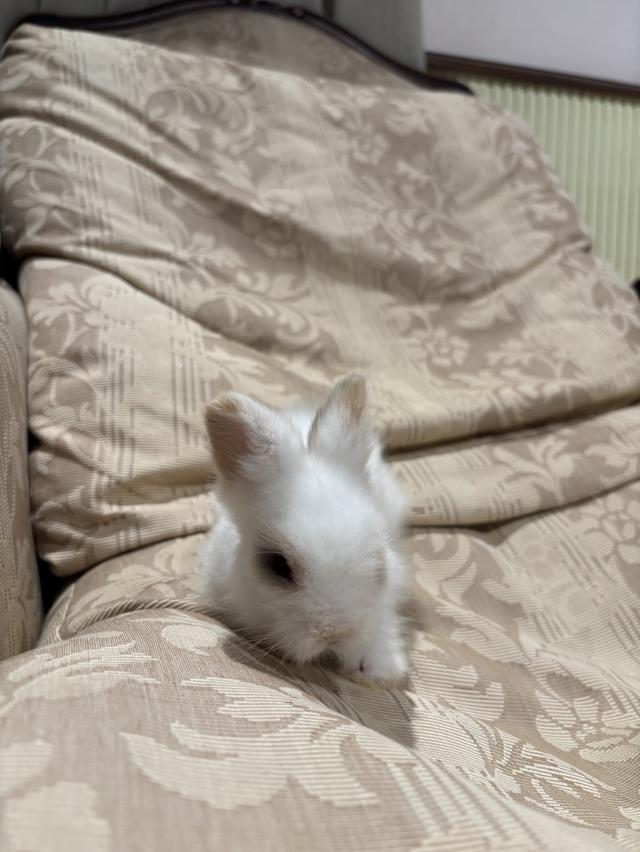 Teddy Bear Rabbit 8
