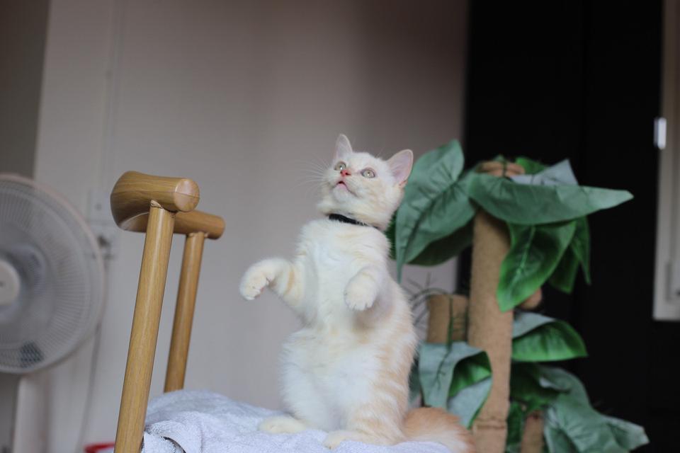 น้องแมวหิมาลายันผสมสก็อตติช 9