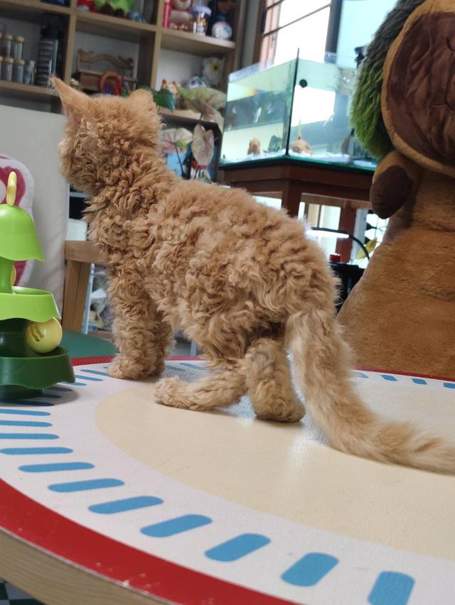 เซลเกริ์กเร็กซ์ Selkirk rex Oscat cattery chiangmai รูปที่ 2