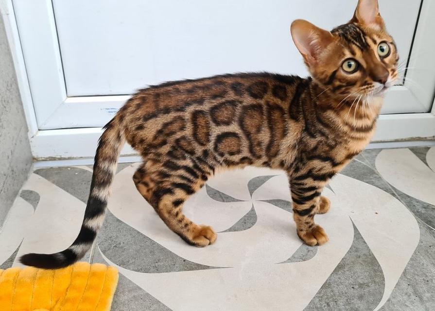 Bengal Kittens  WhatsApp me : ( +63 985 762 7466 ) 2