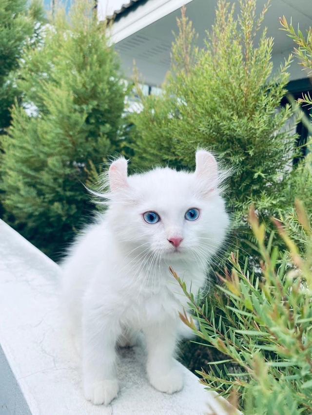 แมวอเมริกัน เคิร์ล สีขาวตาฟ้า 1