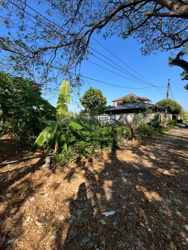 ที่ดิน ซอยทองคำ 3 ใกล้เซ็นทรัลเวสเกตุ พื้นที่ 77 ตารางวา บางบัวทอง นนทบุรี 1