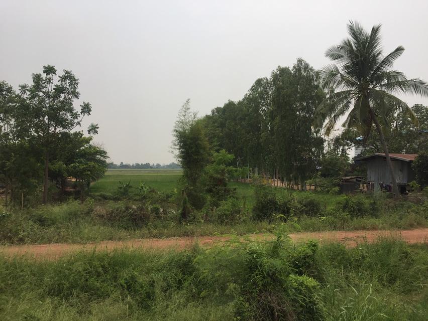 Land for sale 2 Rai Phitsanulok  	near Central Phitsanulok	Price: 6.0 million baht 2