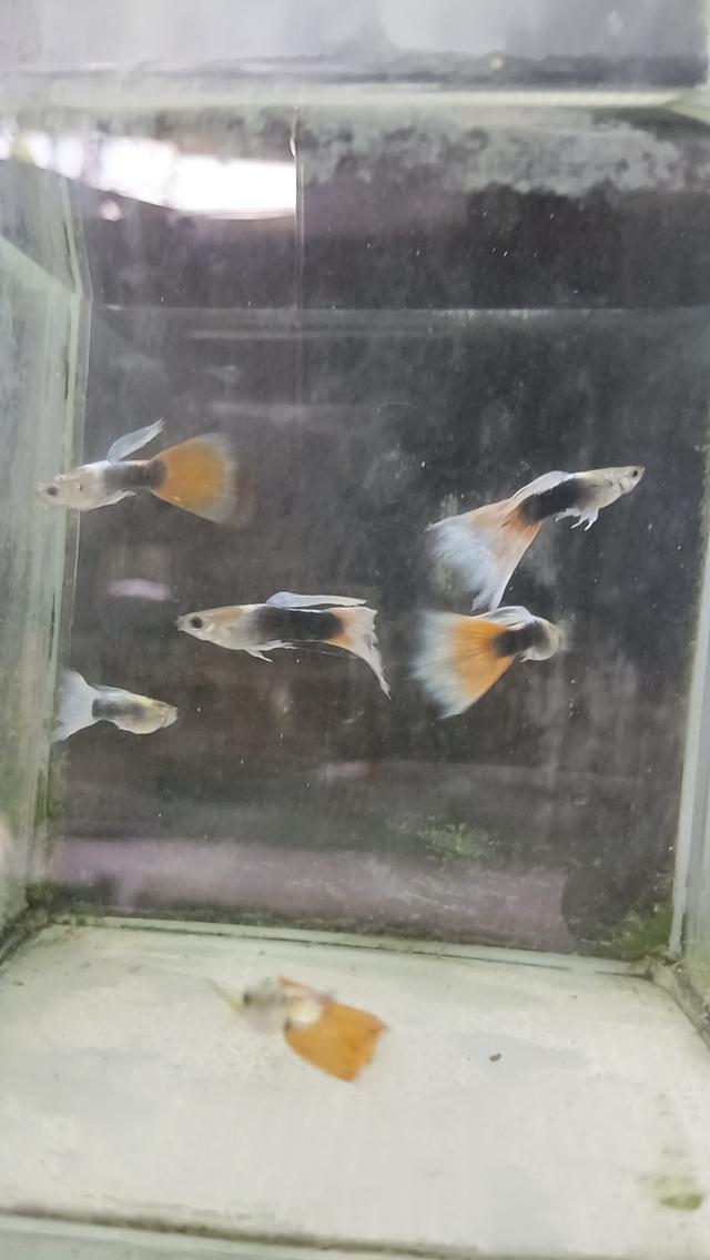 ปลาหางนกยูงตัวละ5บาท รูปที่ 16