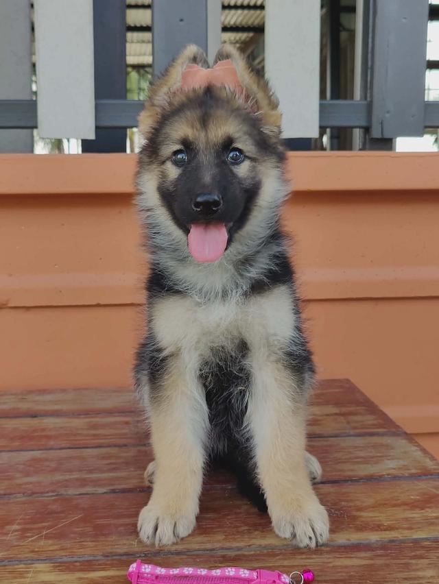 เยอรมันเชพเพิร์ด German Shepherd รูปย่อยที่ 2