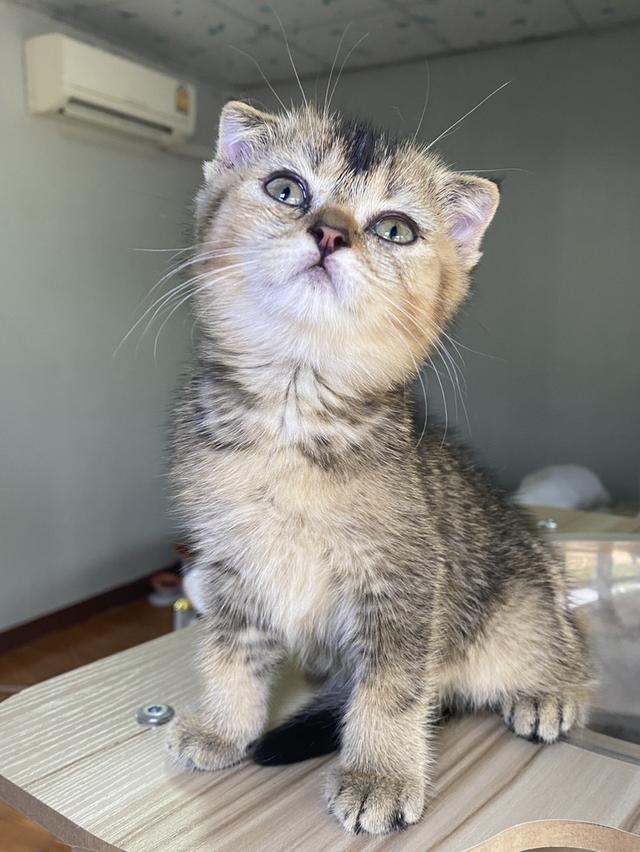 สก็อตติช ดญ 2เดือนพร้อมย้าย รูปที่ 4