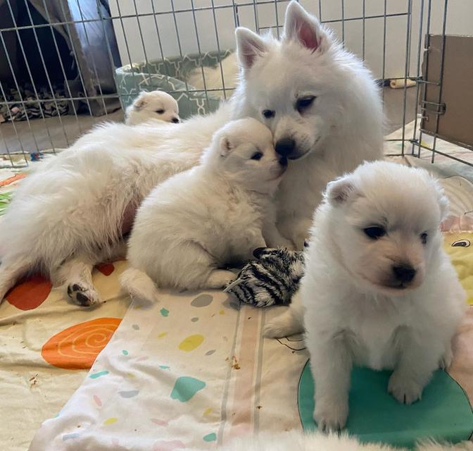 Japanese Spitz puppies  WhatsApp me : +66 63 826 3042