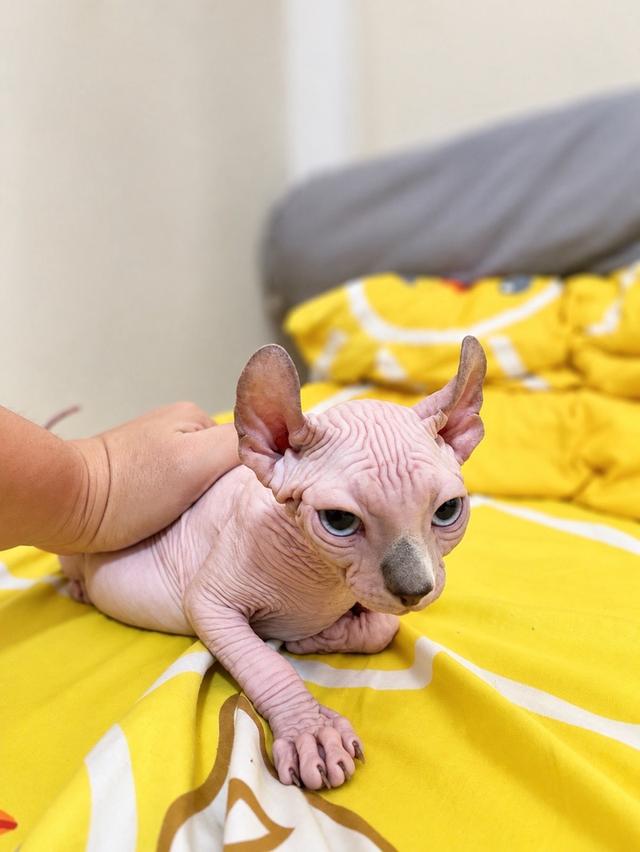 ส่งถึงบ้าน กทม.และปริมณฑล 🐾 รูปที่ 4