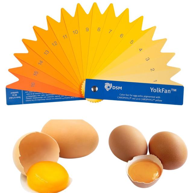 Yolk Colour Fan – พัดสีมาตรฐาน