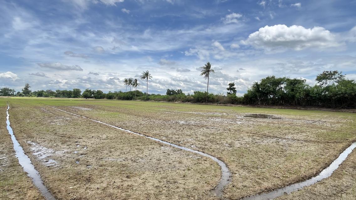 ✨ขายที่นา ทำเลทอง 10 ไร่ ติดถนนใหญ่ + คลองชลประทาน – ต.ย่านยาว อ.สามชุก จ.สุพรรณบุรี✨ 11