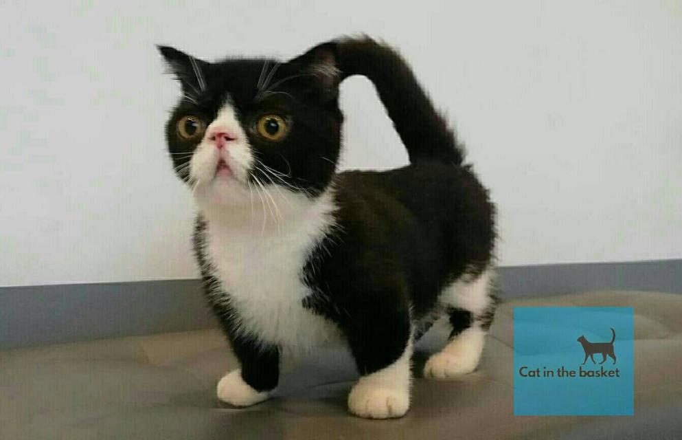 แมวมันช์กิ้น(Munchkin Cat) 1