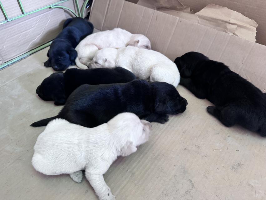 mini product image 2