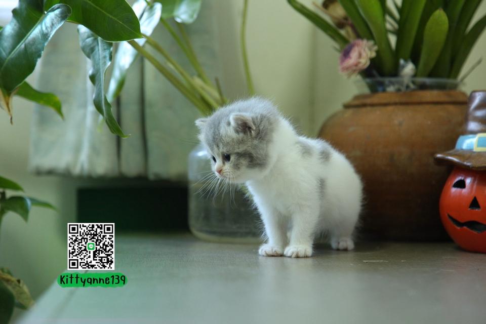 แมวหิมาลายันบริติชแท้