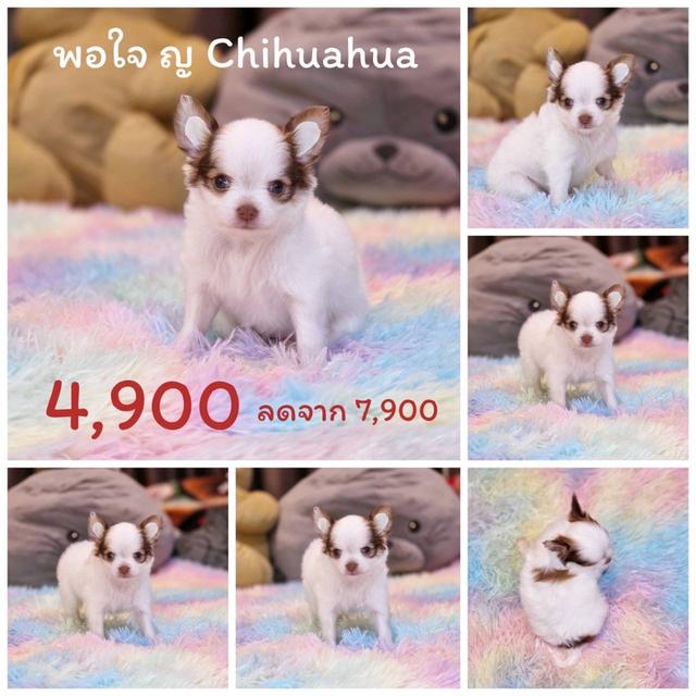 ชิวาวาแท้ขนยาว พร้อมย้ายบ้าน 6