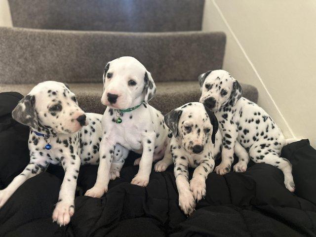 dalmatian puppies  WhatsApp me : +66 63 826 3042 รูปที่ 3
