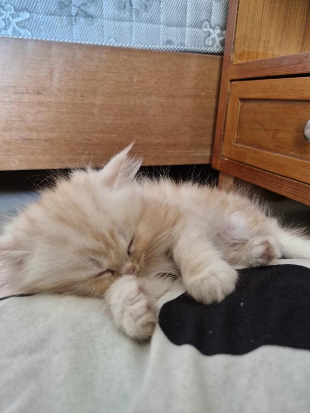 ลูกแมว พันธุ์เปอร์เซีย รูปที่ 2