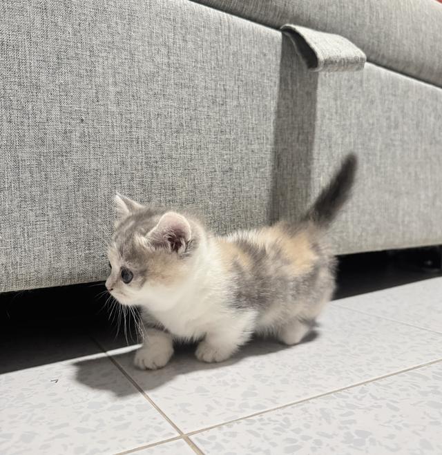 ลูกแมวพันธุ์มัชกิ้นขาสั้น 4
