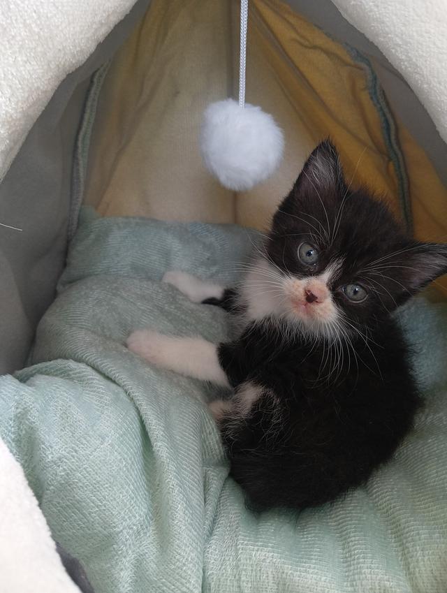 สก็อตติช เพศผู้ น่ารัก รูปที่ 7