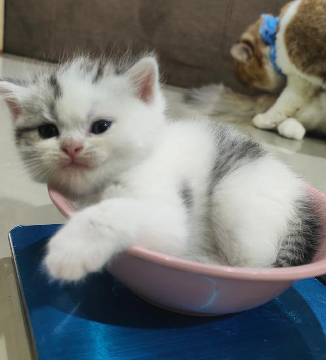 Scottish Fold (boy) 7