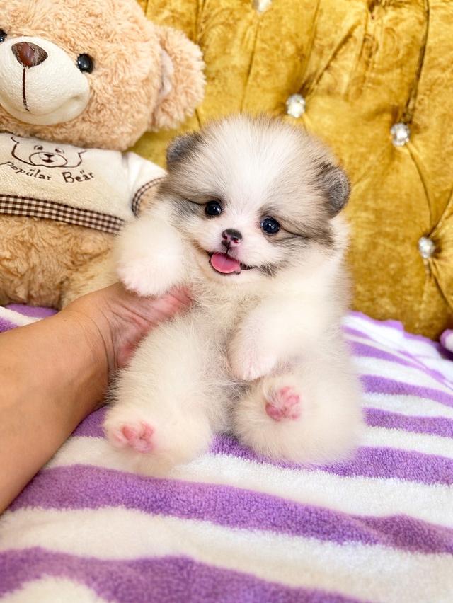 ลูกปอมเมอเรเนียนแท้ มีบริการจัดส่ง พร้อมย้ายบ้าน สอบถามได้ค่ะ