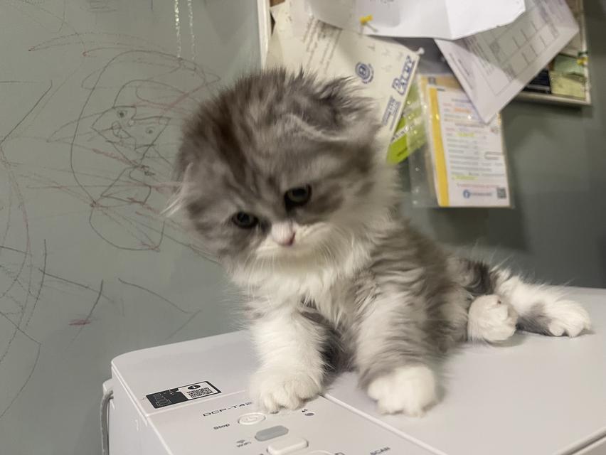 เปิดจองน้องใหม่(สก็อตติชโฟลด์ผสม) รูปที่ 4