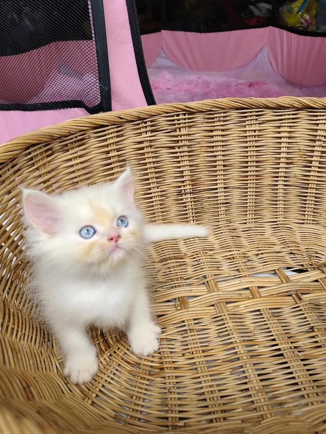 แมวเปอร์เซียแท้ตาฟ้าเพศชาย 3