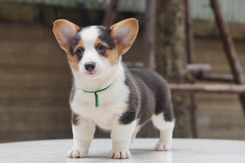 Welsh Corgi Puppies  WhatsApp me : +66 63 826 3042 รูปที่ 2