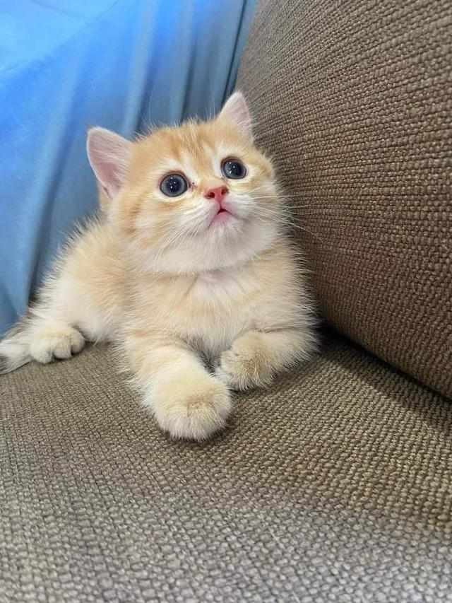 scottish fold สีส้ม 3