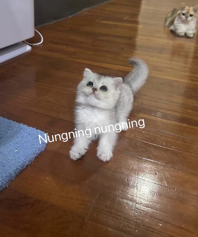 บริติช ช็อตแฮร์