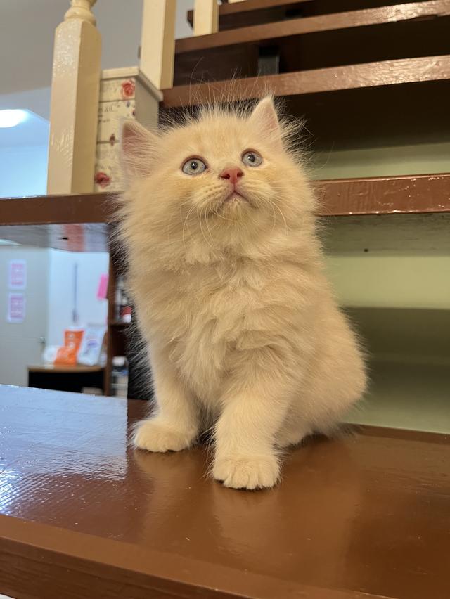 น้องแมวเปอเซีย สีส้มสีครีม 🔥🔥🙏 รูปที่ 16