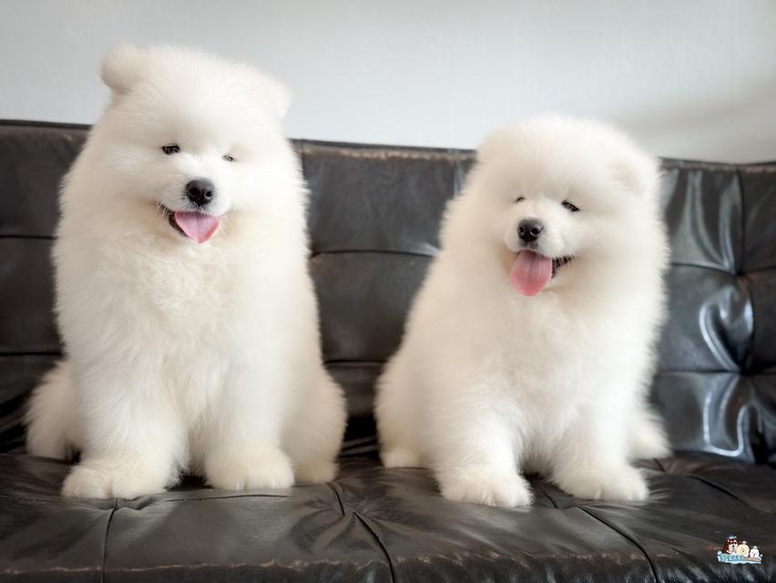 น้องซามอยด์ นำเข้าจากประเทศจีน 12