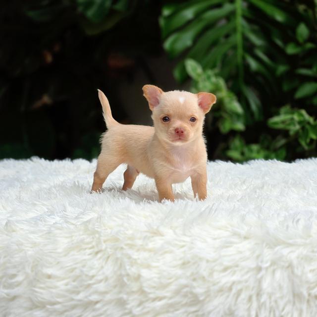 น้องชีโน่ตัวจิ๋วชิวาวาขนสั้นพันธุ์แท้น่ารักมาก 7