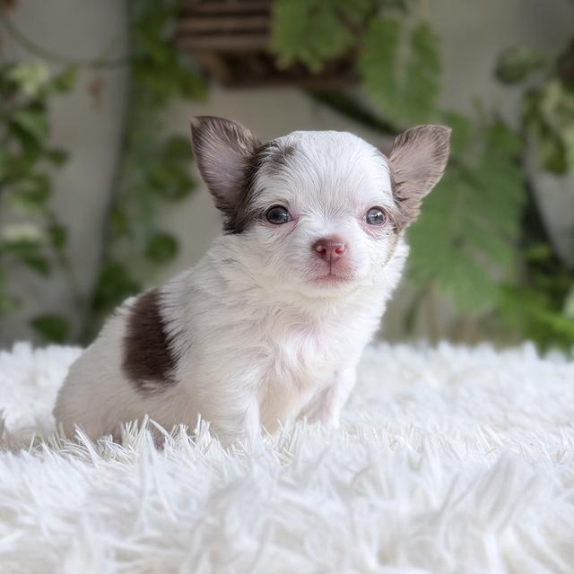 Chihuahuaขนยาวพันธุ์แท้