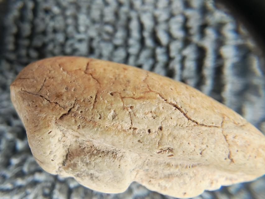 สมเด็จวัดพลับ พิมพ์พุงป่องใหญ่ รูปที่ 5