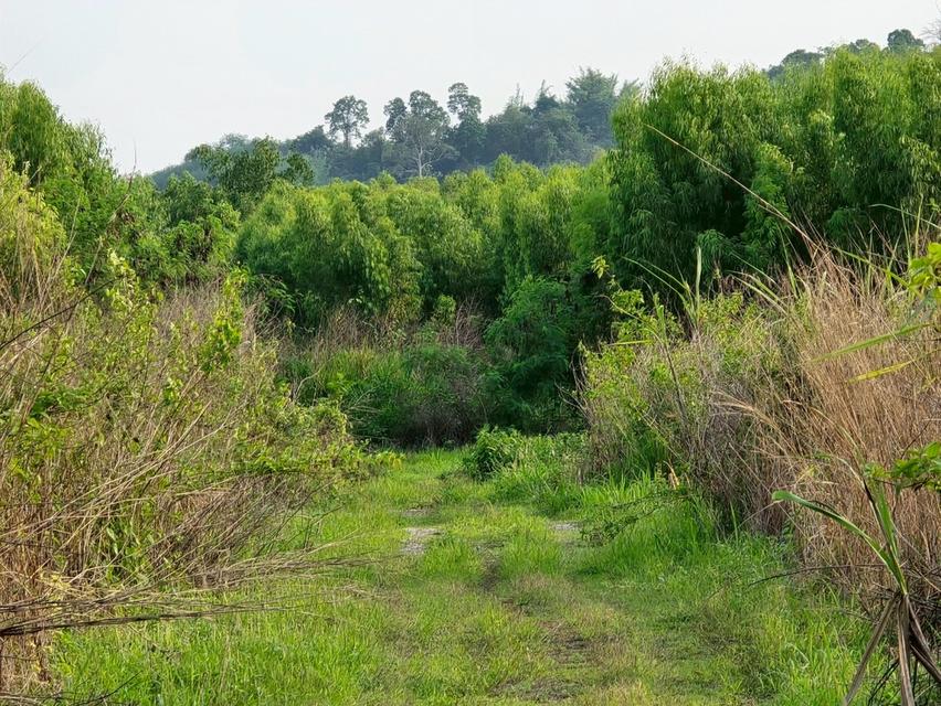 ที่ดิน หนองอีรุณ บ้านบึง ชลบุรี 6
