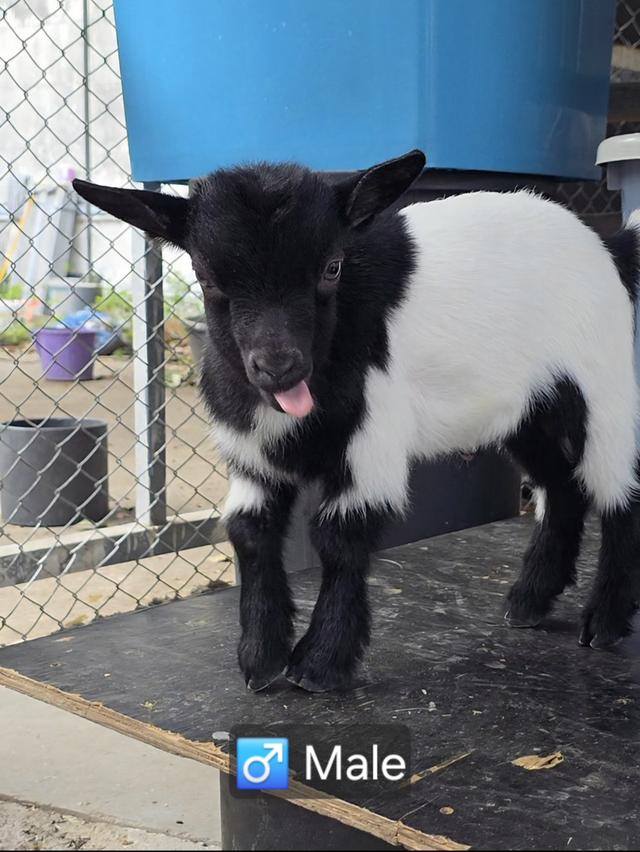 แพะแคระมินิปิ๊กมี่เพศผู้ รูปที่ 2