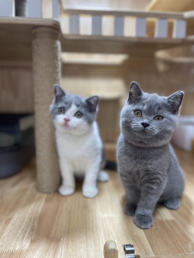 แมวมันช์กิ้นขายาว พร้อมย้าย 2