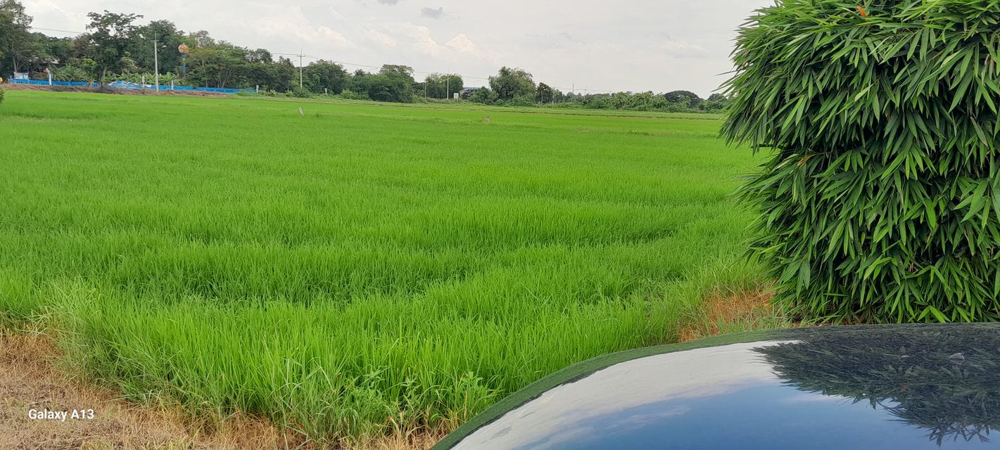 ที่ดินเปล่า(ครุตแดง) อ.องรักษ์ จ.นครนายก จำนวน1 ไร่ 3