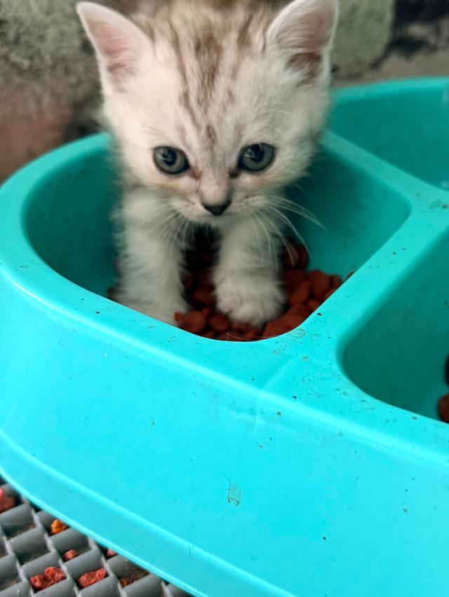 แมวพันธุ์อเมริกันช็อตแฮร์แท้!!