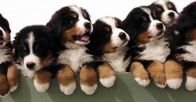 Bernese Mountain Puppies  WhatsApp me : +66 63 826 3042 รูปที่ 1