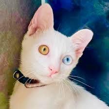 แมวขาวมณีตาสวย 3