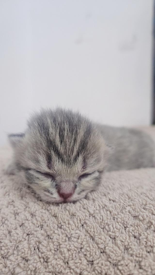 Scottish Fold สก็อตติชโฟลด์ แท้ 6