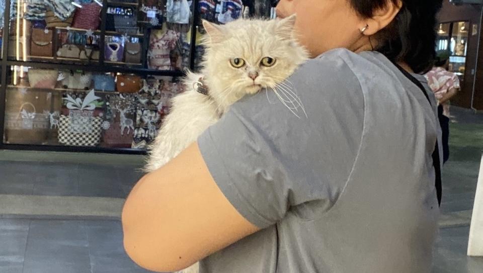 แมว ชินชิล่า