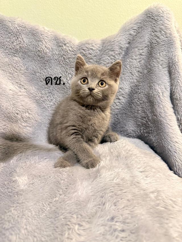 น้องบลู บริติช ชอทแฮร์