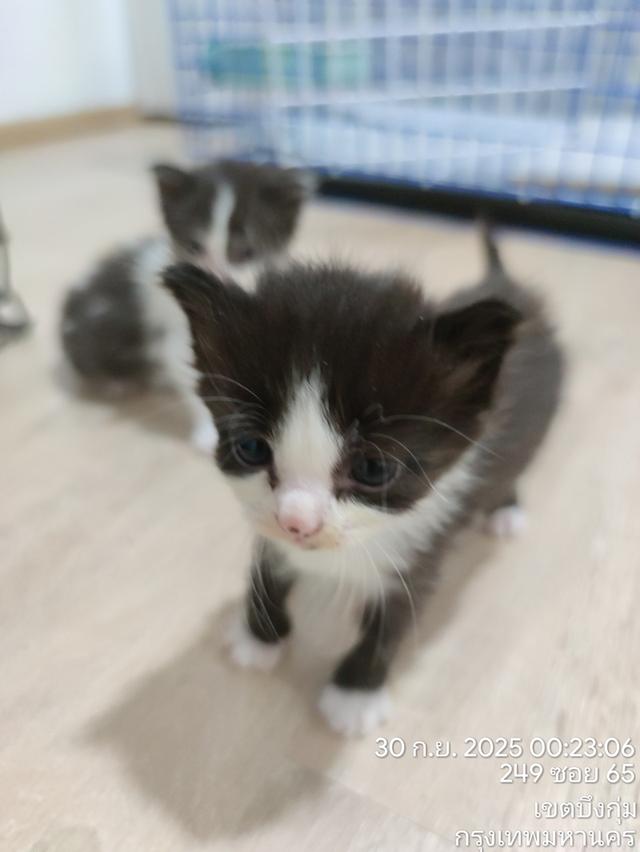 ลูกแมวหาบ้านใหม่ 3